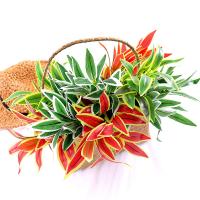 uploads/erp/collection/images/Home Garden/CongDing/XU0610617/img_b/XU0610617_img_b_1